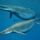 Image for article titled Giant Ocean Lizards, the Dumbest iPhone Case, and the Rapture: Best Gizmodo Stories of the Week